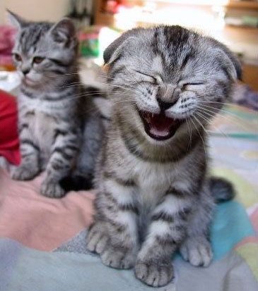 Laughing cat