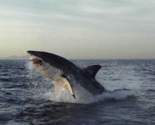 Shark photo by Charles Maxwell