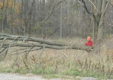 Chainsaw used correctly to fell a tree