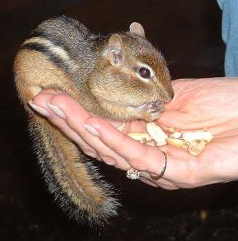 Fred, Betsy's friendly chipmunk